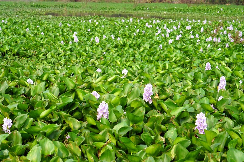 Water hyacinth is one of the most destructive invasive plant species. It that can quickly overgrow freshwater habitats, smothering the water surface and impeding oxygen exchange.